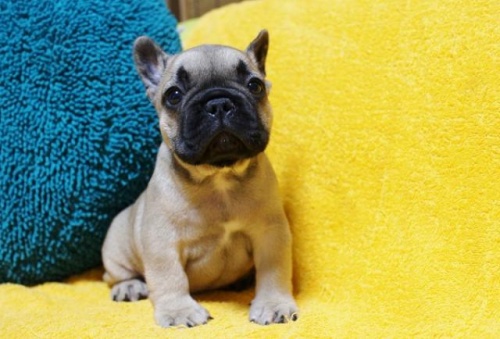 フレンチブルドッグの子犬（ID:1246811037）の1枚目の写真/更新日:2022-05-20