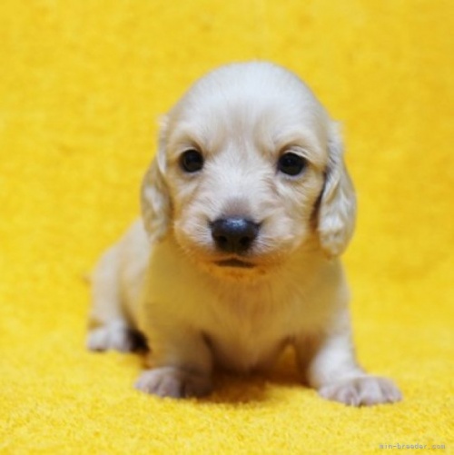 ミニチュアダックスフンド（ロング）の子犬（ID:1246811072）の1枚目の写真/更新日:2023-02-14