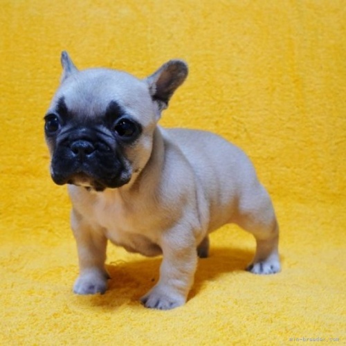 フレンチブルドッグの子犬（ID:1246811089）の1枚目の写真/更新日:2022-05-20