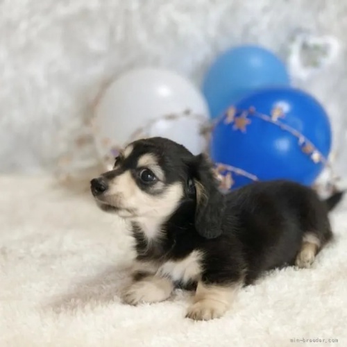 �J�j���w���_�b�N�X�t���h�i�����O�j�̎q���iID:1247011014�j��5���ڂ̎ʐ^/�X�V��:2026-08-22