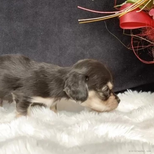 �J�j���w���_�b�N�X�t���h�i�����O�j�̎q���iID:1247011029�j��5���ڂ̎ʐ^/�X�V��:2026-01-10