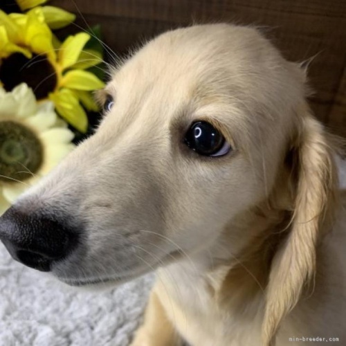 ミニチュアダックスフンド（ロング）の子犬（ID:1247011047）の3枚目の写真/更新日:2022-08-17