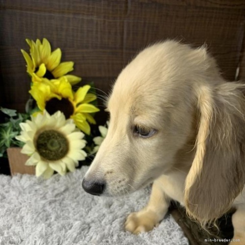 ミニチュアダックスフンド（ロング）の子犬（ID:1247011047）の4枚目の写真/更新日:2022-08-17