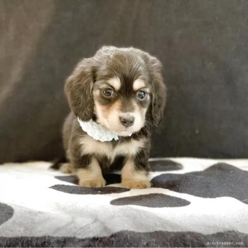 �J�j���w���_�b�N�X�t���h�i�����O�j�̎q���iID:1247011076�j��1���ڂ̎ʐ^/�X�V��:2026-01-10