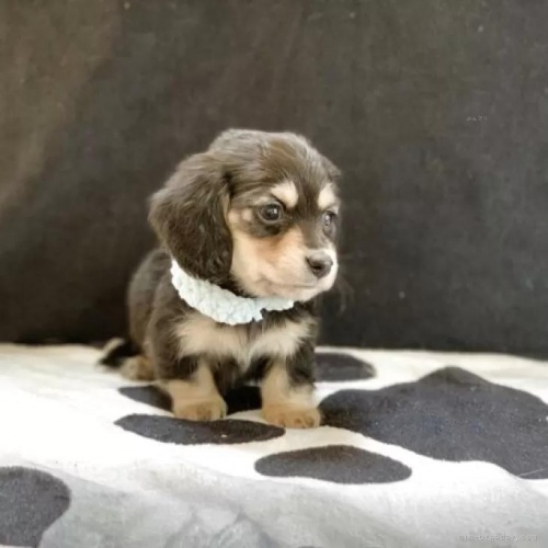 �J�j���w���_�b�N�X�t���h�i�����O�j�̎q���iID:1247011076�j��2���ڂ̎ʐ^/�X�V��:2026-01-10