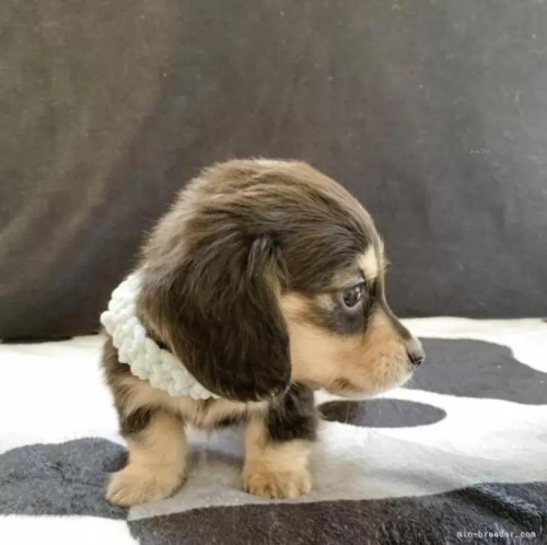 �J�j���w���_�b�N�X�t���h�i�����O�j�̎q���iID:1247011076�j��3���ڂ̎ʐ^/�X�V��:2026-01-10