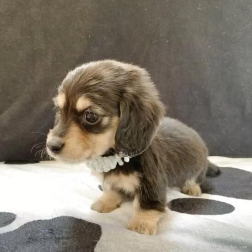 �J�j���w���_�b�N�X�t���h�i�����O�j�̎q���iID:1247011076�j��4���ڂ̎ʐ^/�X�V��:2026-01-10