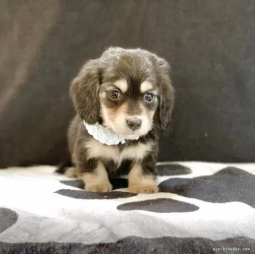 �J�j���w���_�b�N�X�t���h�i�����O�j�̎q���iID:1247011076�j��5���ڂ̎ʐ^/�X�V��:2026-01-10