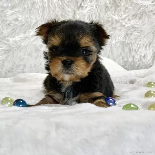 �~�b�N�X�̎q���iID:1247011080�j��1���ڂ̎ʐ^/�X�V��:2026-05-24