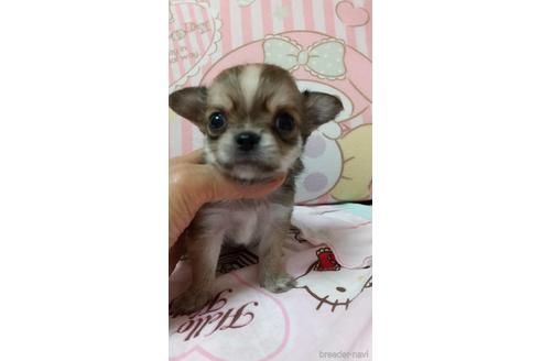 チワワ（ロング）の子犬（ID:1247311036）の2枚目の写真/更新日:2021-09-02