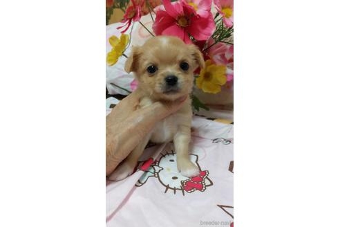 チワワ（ロング）の子犬（ID:1247311107）の2枚目の写真/更新日:2021-09-02