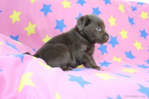 ラブラドールレトリバーの子犬（ID:1247611179）の3枚目の写真/更新日:2022-05-04