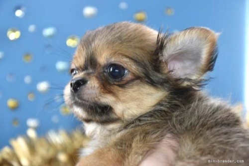 チワワ（ロング）の子犬（ID:1247811048）の3枚目の写真/更新日:2022-12-20