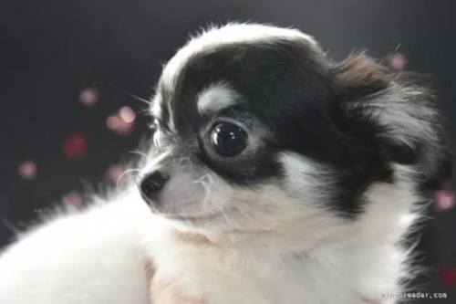 チワワ（ロング）の子犬（ID:1247811054）の3枚目の写真/更新日:2022-02-11