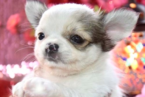 チワワ（ロング）の子犬（ID:1247811056）の1枚目の写真/更新日:2022-03-28
