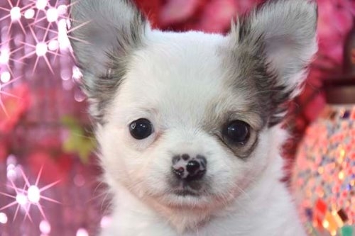 チワワ（ロング）の子犬（ID:1247811056）の3枚目の写真/更新日:2022-03-28
