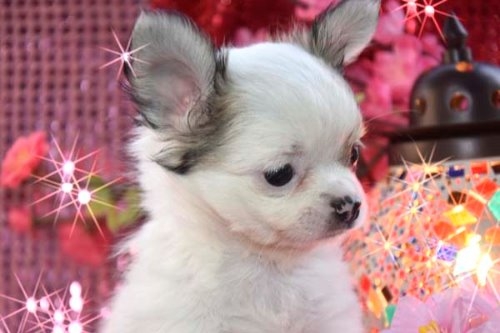 チワワ（ロング）の子犬（ID:1247811056）の5枚目の写真/更新日:2022-03-28