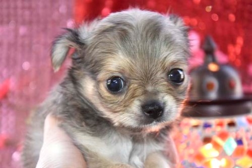 チワワ（ロング）の子犬（ID:1247811057）の1枚目の写真/更新日:2022-03-28