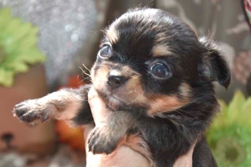 チワワ（ロング）の子犬（ID:1247811059）の1枚目の写真/更新日:2022-08-13
