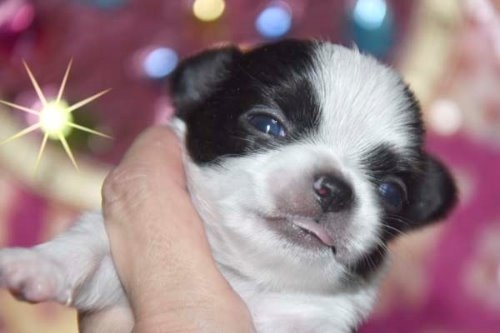 チワワ（ロング）の子犬（ID:1247811060）の1枚目の写真/更新日:2022-08-09