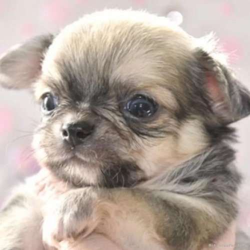 チワワ（ロング）の子犬（ID:1247811065）の1枚目の写真/更新日:2023-01-23