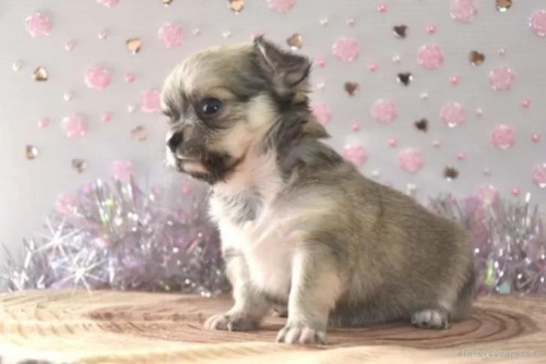チワワ（ロング）の子犬（ID:1247811065）の2枚目の写真/更新日:2023-01-23