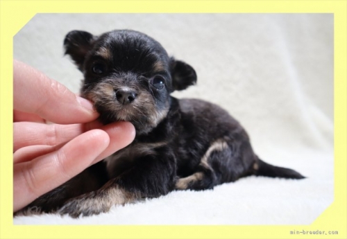 チワワ（ロング）の子犬（ID:1248211047）の1枚目の写真/更新日:2022-04-02