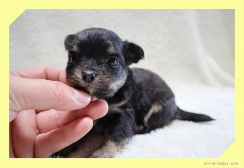 チワワ（ロング）の子犬（ID:1248211047）の2枚目の写真/更新日:2022-04-02