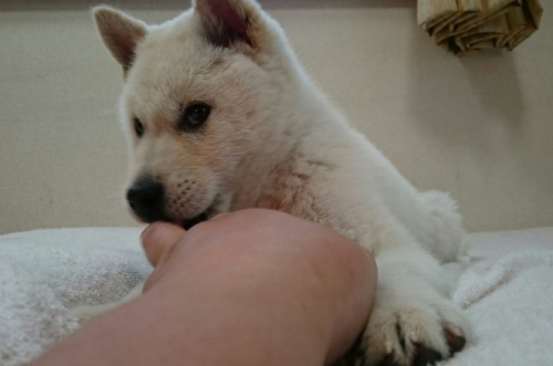 紀州犬のブリーダー 小林直樹ブリーダー 岡山県 子犬 Id ページ