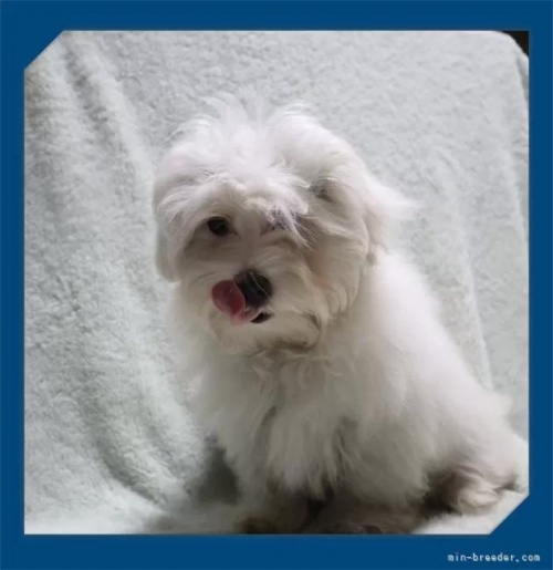 �}���`�[�Y�̎q���iID:1248211094�j��3���ڂ̎ʐ^/�X�V��:2026-05-26