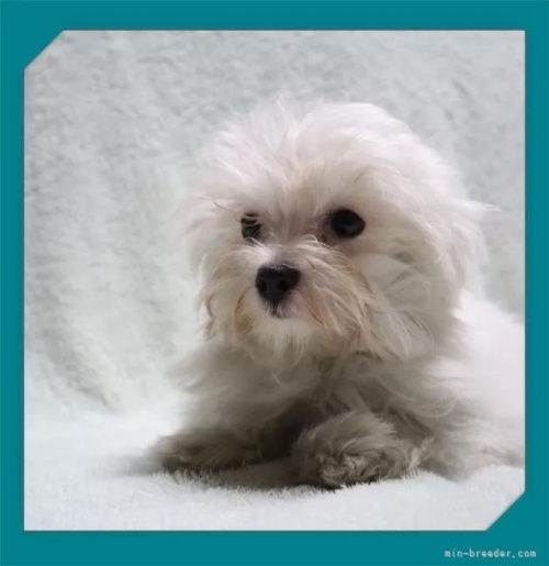 �}���`�[�Y�̎q���iID:1248211095�j��3���ڂ̎ʐ^/�X�V��:2026-05-26