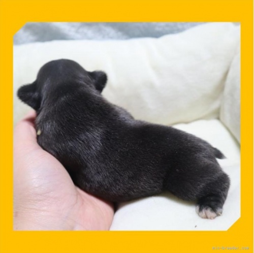 フレンチブルドッグの子犬（ID:1248211151）の3枚目の写真/更新日:2022-12-02