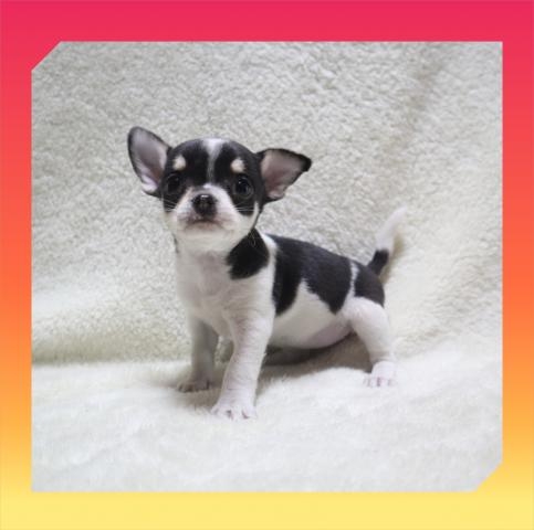 チワワ（ロング）の子犬（ID:1248211152）の1枚目の写真/更新日:2022-04-18
