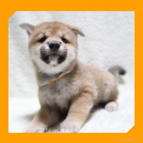 柴犬の子犬（ID:1248211196）の2枚目の写真/更新日:2022-10-09