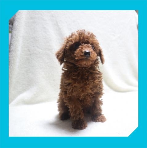トイプードルの子犬（ID:1248211249）の2枚目の写真/更新日:2022-05-27