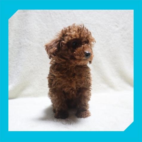 トイプードルの子犬（ID:1248211249）の4枚目の写真/更新日:2022-05-27