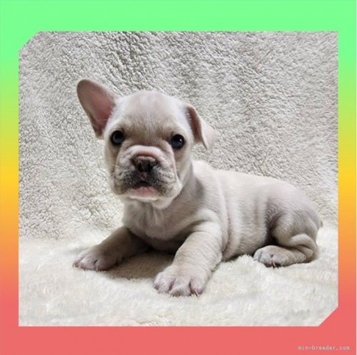 フレンチブルドッグの子犬（ID:1248211269）の1枚目の写真/更新日:2022-04-01