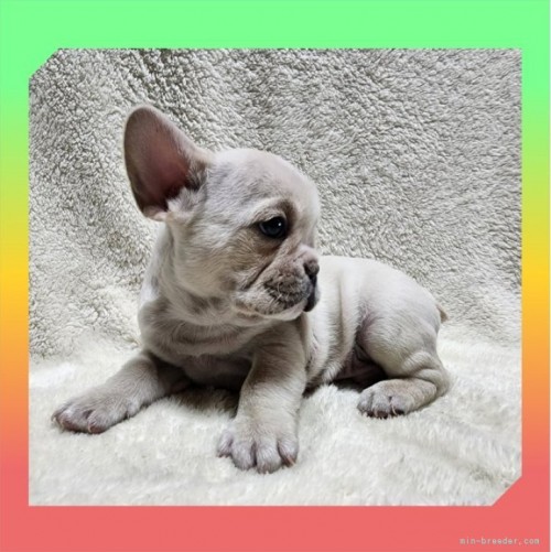 フレンチブルドッグの子犬（ID:1248211269）の2枚目の写真/更新日:2022-04-01