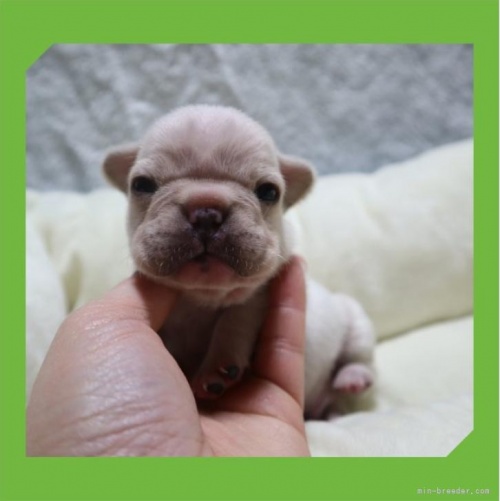 フレンチブルドッグの子犬（ID:1248211276）の2枚目の写真/更新日:2022-12-02
