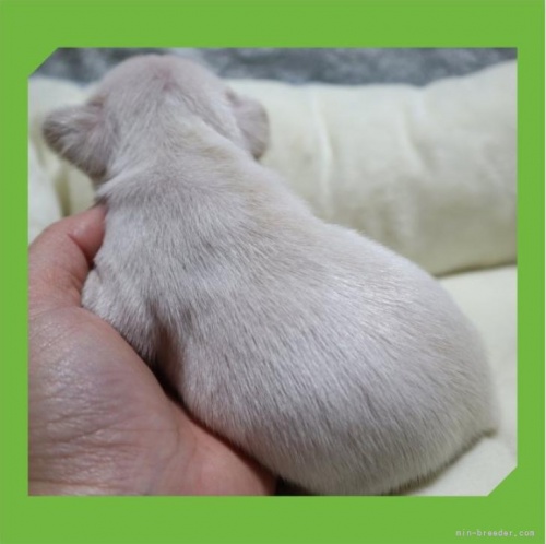 フレンチブルドッグの子犬（ID:1248211276）の3枚目の写真/更新日:2022-12-02