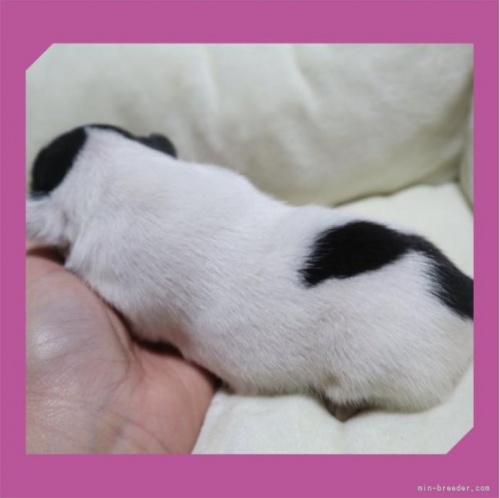 フレンチブルドッグの子犬（ID:1248211277）の3枚目の写真/更新日:2022-12-02