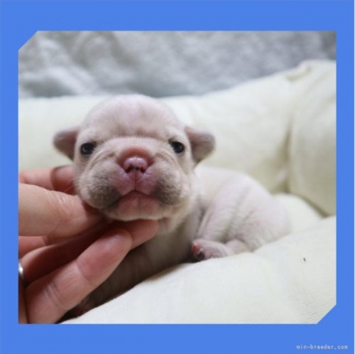 フレンチブルドッグの子犬（ID:1248211278）の1枚目の写真/更新日:2022-12-02