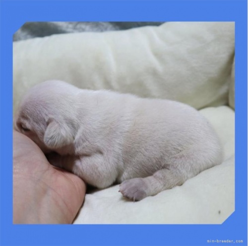 フレンチブルドッグの子犬（ID:1248211278）の2枚目の写真/更新日:2022-12-02