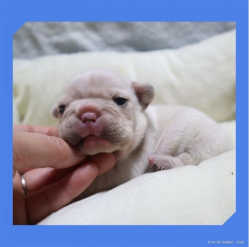フレンチブルドッグの子犬（ID:1248211278）の3枚目の写真/更新日:2022-12-02