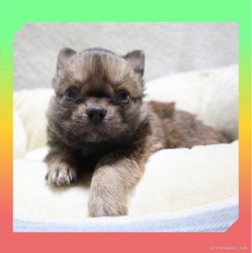 チワワ（ロング）の子犬（ID:1248211280）の2枚目の写真/更新日:2023-01-25