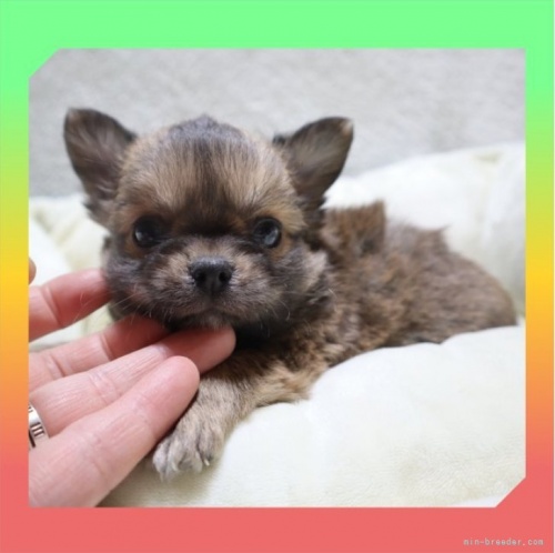 チワワ（ロング）の子犬（ID:1248211280）の3枚目の写真/更新日:2023-01-25