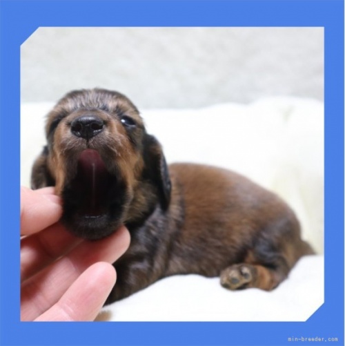ミニチュアダックスフンド（ロング）の子犬（ID:1248211285）の4枚目の写真/更新日:2023-05-16