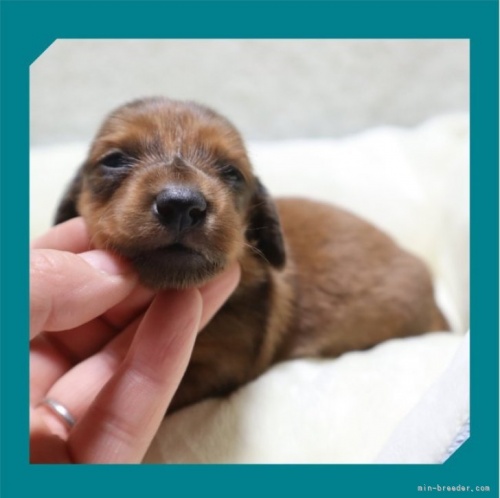 ミニチュアダックスフンド（ロング）の子犬（ID:1248211286）の1枚目の写真/更新日:2023-05-16