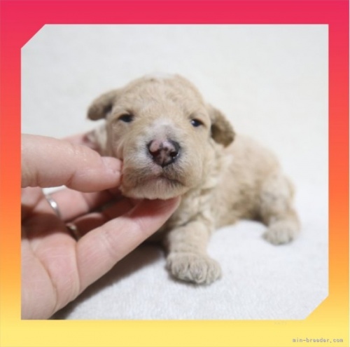 トイプードルの子犬（ID:1248211302）の2枚目の写真/更新日:2023-11-28