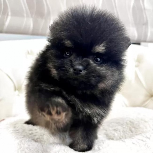 �|�����j�A���̎q���iID:1248411054�j��6���ڂ̎ʐ^/�X�V��:2026-01-18